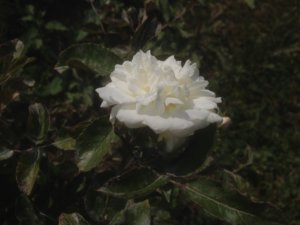 IMG_1788.JPG