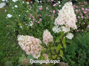 Грандифлор 15.jpg