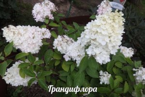 Грандифлора 17.jpg
