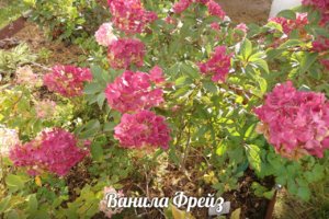 Ванила Фрайз 16.jpg
