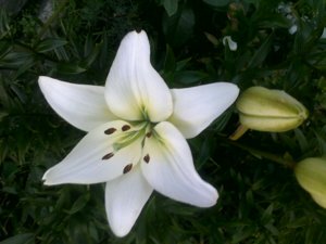 270720121097.jpg