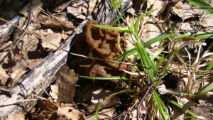 PIC_0337.JPG