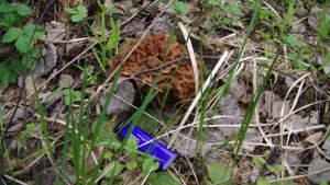 PIC_0341.JPG