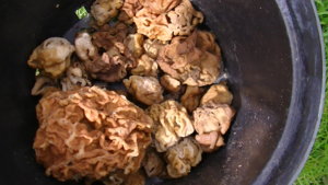 PIC_0343.JPG