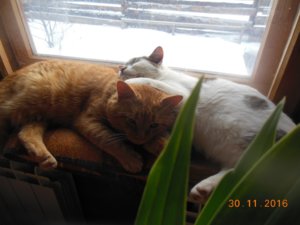 коты.jpg