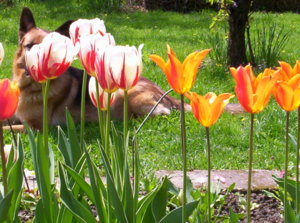 dacha 005.jpg