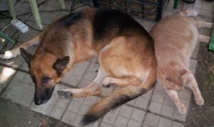 кошка с собакой.jpg