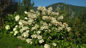 IMG_20200719_174058.jpg