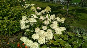 IMG_20200805_110341.jpg