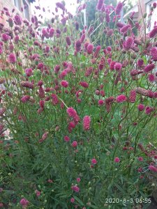 IMG_20200803_065544.jpg
