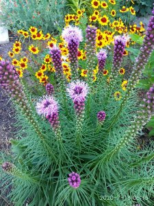IMG_20200718_061547.jpg