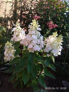 IMG_20200812_185952.jpg