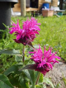DSCN2403.JPG
