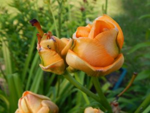 DSCN2268.JPG