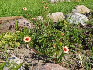 DSCN2270.JPG
