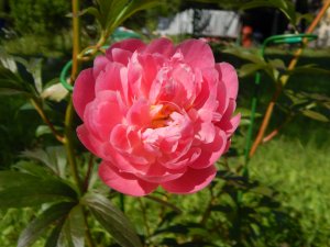 DSCN2178.JPG