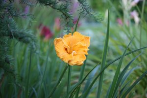 IMG_4485.JPG
