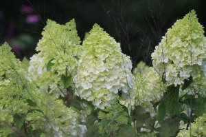 IMG_4737.JPG