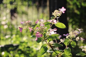 IMG_4018.JPG