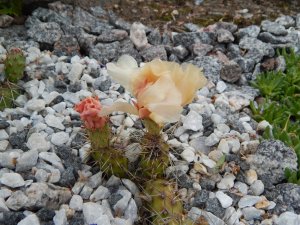DSCN2617.JPG