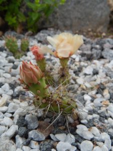 DSCN2618.JPG