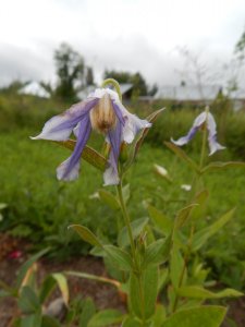 DSCN2458.JPG