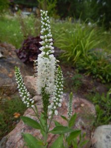 DSCN2472.JPG