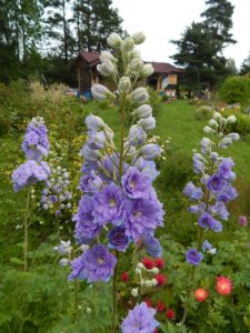 DSCN2516.JPG