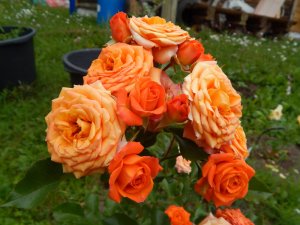 DSCN2536.JPG