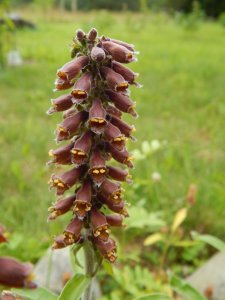 DSCN2544.JPG