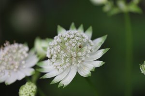 IMG_3074.JPG