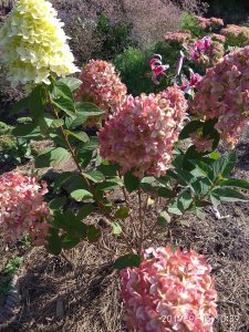 IMG_20190915_103927.jpg