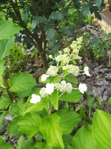 IMG_20200815_120151.jpg