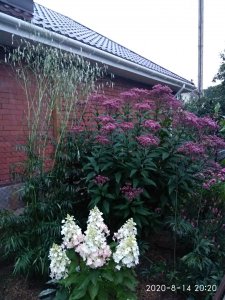 IMG_20200814_202011.jpg