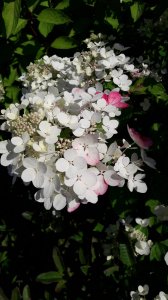 20200816_130502.jpg