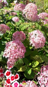 20200816_130339.jpg