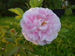 DSCN2727.JPG