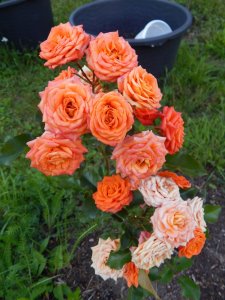 DSCN2728.JPG