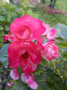 DSCN2730.JPG