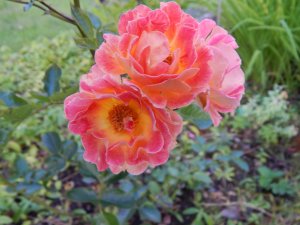 DSCN2735.JPG