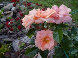 DSCN2736.JPG