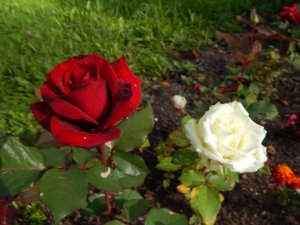 DSCN2810.JPG