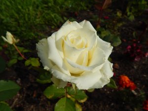 DSCN2811.JPG