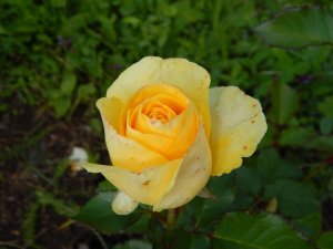 DSCN2813.JPG