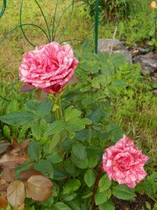 DSCN2829.JPG