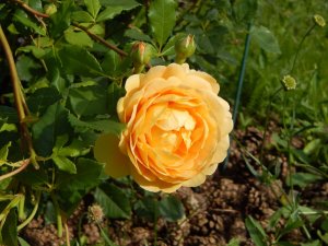 DSCN2848.JPG