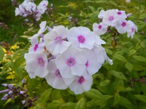 DSCN2725.JPG