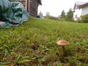 DSCN2882.JPG