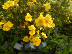 DSCN2921.JPG