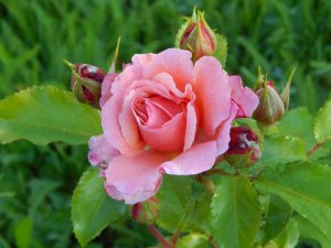 DSCN2957.JPG